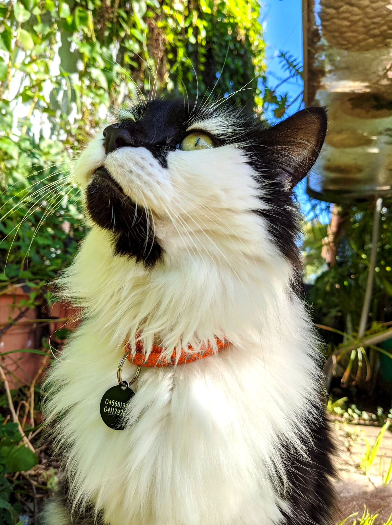 cat looking up at a blue sky